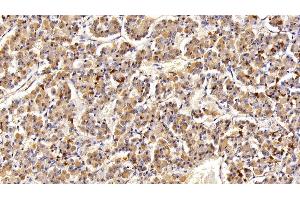 Detection of PRL in Porcine Pituitary Tissue using Polyclonal Antibody to Prolactin (PRL) (Prolactin antibody  (AA 30-226))