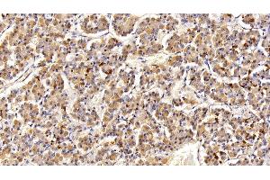 Detection of PRL in Porcine Pituitary Tissue using Polyclonal Antibody to Prolactin (PRL)