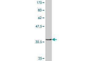 Western Blot detection against Immunogen (36. (FBXO40 antibody  (AA 620-709))