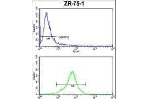 Flow cytometric analysis of ZR-75-1 cells (bottom histogram) compared to a negative control cell (top histogram). (COQ3 antibody  (AA 172-201))