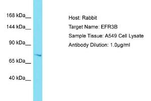 Host: Rabbit Target Name: EFR3B Sample Tissue: Human A549 Whole Cell Antibody Dilution: 1ug/ml