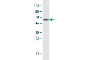 Western Blot detection against Immunogen (51. (ZNF511 antibody  (AA 20-252))