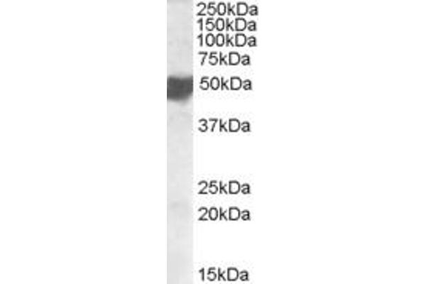 CLMP anticorps  (C-Term)