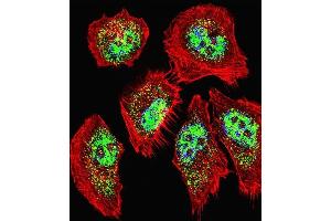 Fluorescent confocal image of A549 cell stained with ZHX2 Antibody (N-term) (ABIN1538947 and ABIN2850190). (ZHX2 antibody  (N-Term))