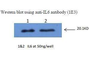 Western Blotting (WB) image for anti-Interleukin 6 (IL6) antibody (ABIN1107858) (IL-6 antibody)