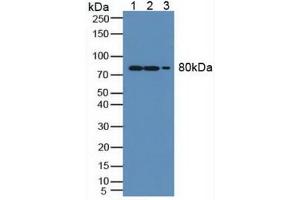 Figure. (MX1 antibody  (AA 80-342))