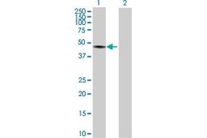 Western Blot analysis of TRIM60 expression in transfected 293T cell line by TRIM60 MaxPab polyclonal antibody.