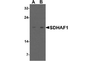 Western blot analysis of SDHAF1 in 3T3 cell lysate with SDHAF1 antibody at (A) 1 and (B) 2 ug/mL.