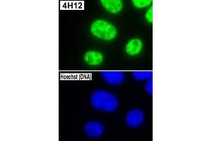 Immunofluorescent staining of L-929 (mouse) cells with Snrpc monoclonal antibody, clone 4H12 .