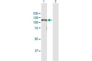 Western Blot analysis of BAHD1 expression in transfected 293T cell line by BAHD1 MaxPab polyclonal antibody. (BAHD1 antibody  (AA 1-780))