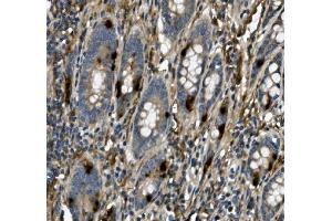 IHC analysis of USP44 using anti-USP44 antibody (ABIN7600640).