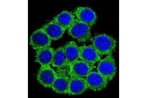 Confocal immunofluorescent analysis of CUZD1 Antibody (C-term)(Cat#AP51141PU-N) with 293 cell followed by Alexa Fluor? (CUZD1 antibody  (C-Term))