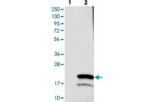 Western blot analysis of Lane 1: Negative control (vector only transfected HEK293T lysate), Lane 2: Over-expression Lysate (Co-expressed with a C-terminal myc-DDK tag (~3. (TMEM243 antibody)