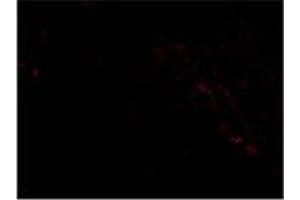 AP20061PU-N PIST antibody staining of PIST in Rat Colon cells by Immunofluorescence. (GOPC antibody  (Middle Region))