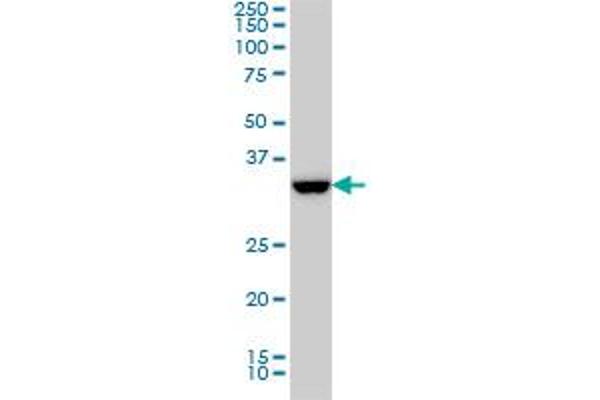 SSR1 antibody  (AA 33-286)