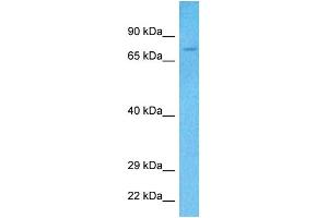 Host:  Rabbit  Target Name:  KIF22  Sample Tissue:  Human 293T Whole Cell  Antibody Dilution:  1ug/ml (KIF22 antibody  (N-Term))