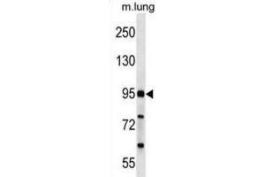 Western Blotting (WB) image for anti-FCH Domain Only 2 (FCHO2) antibody (ABIN2999884) (FCHO2 antibody)