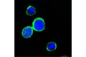 Confocal immunofluorescence analysis of PC12 cells using REG1A mouse mAb (green).