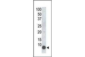 Western blot analysis of anti-PLM Mab (ABIN387765 and ABIN2838013) in 293 cells transfected with a plasmid encoding PLM. (FXYD1 antibody  (pSer68))