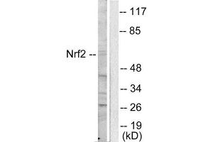 Western Blotting (WB) image for anti-Nuclear Factor (erythroid-Derived 2)-Like 2 (NFE2L2) (C-Term) antibody (ABIN1848701) (NRF2 antibody  (C-Term))