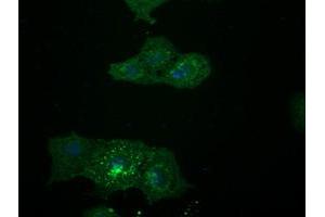 Anti-LGR5 mouse monoclonal antibody ABIN2454875 immunofluorescent staining of COS7 cells transiently transfected by pCMV6-ENTRY LGR5 (RC212845). (LGR5 antibody  (AA 250-550))