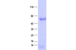 Validation with Western Blot