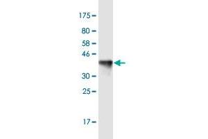 Western Blot detection against Immunogen (36. (KIF13B antibody  (AA 1-100))