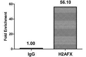 Chromatin Immunoprecipitation Hela (4*10 6 ) were treated with Micrococcal Nuclease, sonicated, and immunoprecipitated with 5 μg anti-H2AFX (ABIN7139615) or a control normal rabbit IgG. (H2AFX antibody  (pSer139))