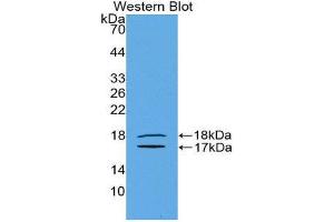 Western Blotting (WB) image for anti-Inhibin, beta E (INHBE) (AA 237-350) antibody (ABIN1078194) (INHBE antibody  (AA 237-350))