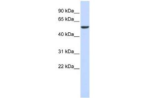 WB Suggested Anti-FOXD4 Antibody Titration:  0. (FOXD4 antibody  (N-Term))