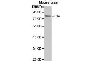 Western Blotting (WB) image for anti-Internexin Neuronal Intermediate Filament Protein, alpha (INA) antibody (ABIN1873228) (INA antibody)