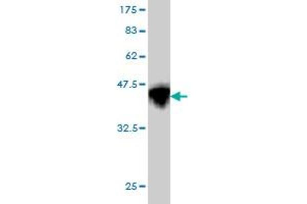 CBS antibody  (AA 1-100)