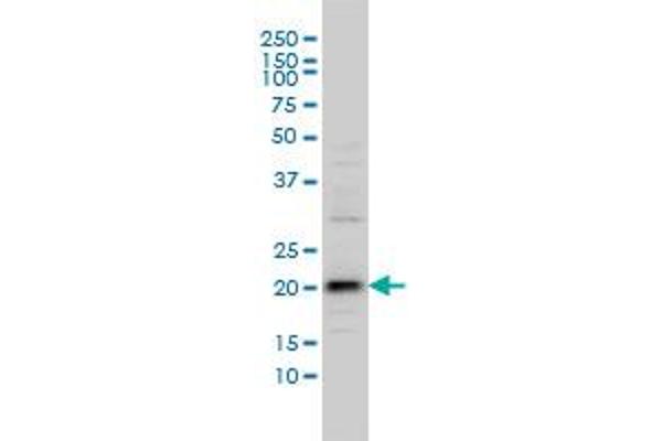 VSTM2L antibody  (AA 25-204)