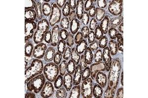 Immunohistochemical staining of human kidney with SPDYC polyclonal antibody  shows strong cytoplasmic positivity in tubular cells at 1:50-1:200 dilution.