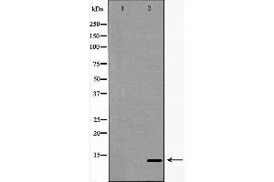 Western blot analysis of Ramos  lysate using TCL1A antibody. (TCL1A antibody  (Internal Region))
