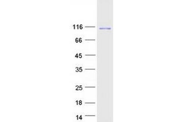 KIF11 Protein (Myc-DYKDDDDK Tag)