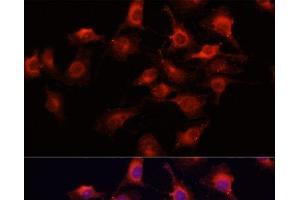 Immunofluorescence analysis of HUVEC cells using VEGFA Polyclonal Antibody at dilution of 1:100 (40x lens). (VEGFA antibody)