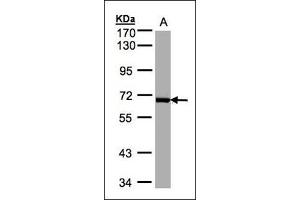 Sample(30 µg whole cell lysate). (PLK1 antibody)
