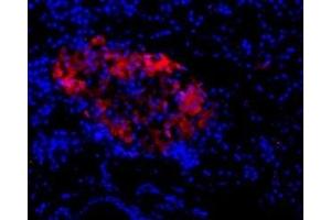 Expression of NMDAR2C in rat pancreas - Immunohistochemical staining rat pancreas paraffin-embedded sections using Anti-NMDAR2C (GRIN2C) (extracellular) Antibody (ABIN7043244, ABIN7044348 and ABIN7044349), (1:100) followed by goat-anti-rabbit-AlexaFluor-594 (red) secondary antibody. (GRIN2C antibody  (Extracellular, N-Term))