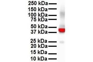 Western Blotting (WB) image for anti-Keratin 18 (KRT18) (N-Term) antibody (ABIN2778669)
