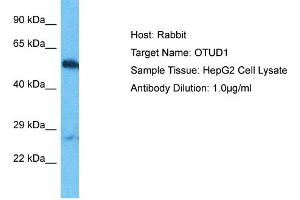 Host: Rabbit Target Name: OTUD1 Sample Type: HepG2 Whole Cell lysates Antibody Dilution: 1. (OTUD1 antibody  (C-Term))