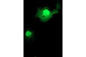 Anti-FXN mouse monoclonal antibody (ABIN2455598) immunofluorescent staining of COS7 cells transiently transfected by pCMV6-ENTRY FXN (RC204880).