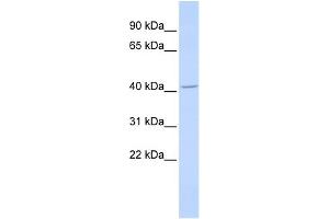 WB Suggested Anti-ALX4 Antibody Titration: 0. (ALX4 antibody  (Middle Region))