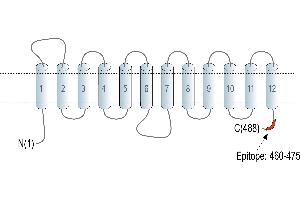 Representative domain view of the target of ABIN7885447.