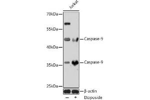 Western blot analysis of extracts of Jurkat cells using Caspase-9 Polyclonal Antibody at dilution of 1:1000. (Caspase 9 antibody)