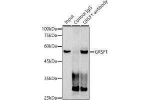 Immunoprecipitation analysis of 300 μg extracts of HeLa cells using 3 μg GRSF1 antibody (ABIN7267318). (GRSF1 antibody)
