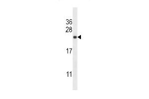 SEC22B Antibody (Center) (ABIN657983 and ABIN2846930) western blot analysis in Hela cell line lysates (35 μg/lane).