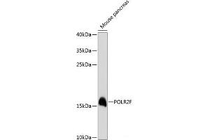 Western blot analysis of extracts of Mouse pancreas using POLR2F Polyclonal Antibody at dilution of 1:3000. (POLR2F antibody)