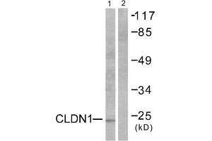 Western Blotting (WB) image for anti-Claudin 1 (CLDN1) (C-Term) antibody (ABIN1848454) (Claudin 1 antibody  (C-Term))