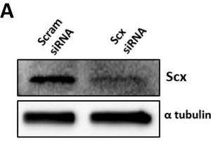 Scx is required for the expression of Fmod and Adamtsl2. (alpha Tubulin antibody  (C-Term))
